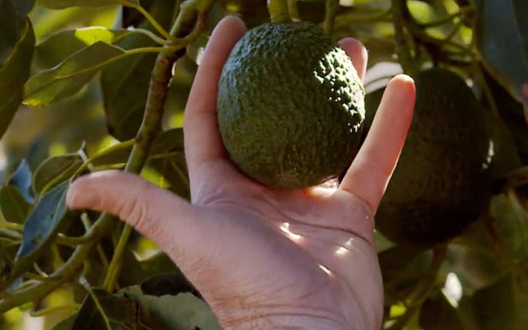 Is It Profitable For Grocery Stores To Sell “Alligator Pears” For Halloween?