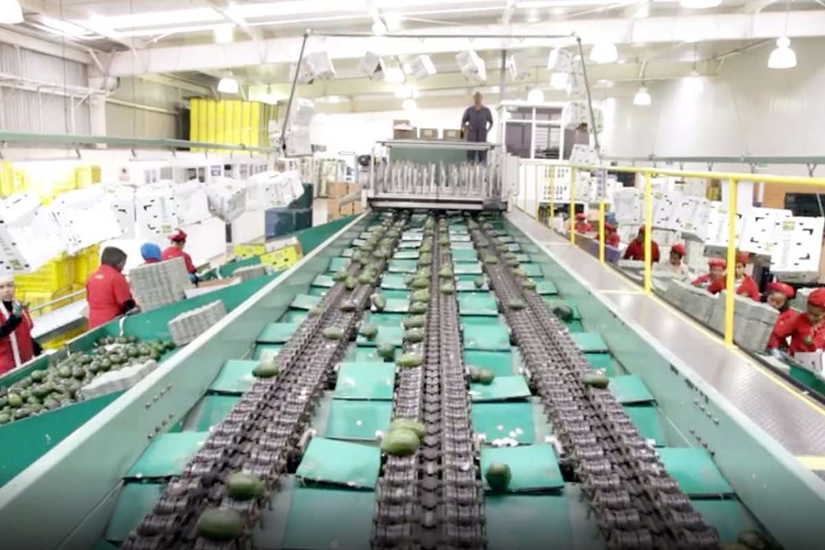 Avocado packing house conveyor belt